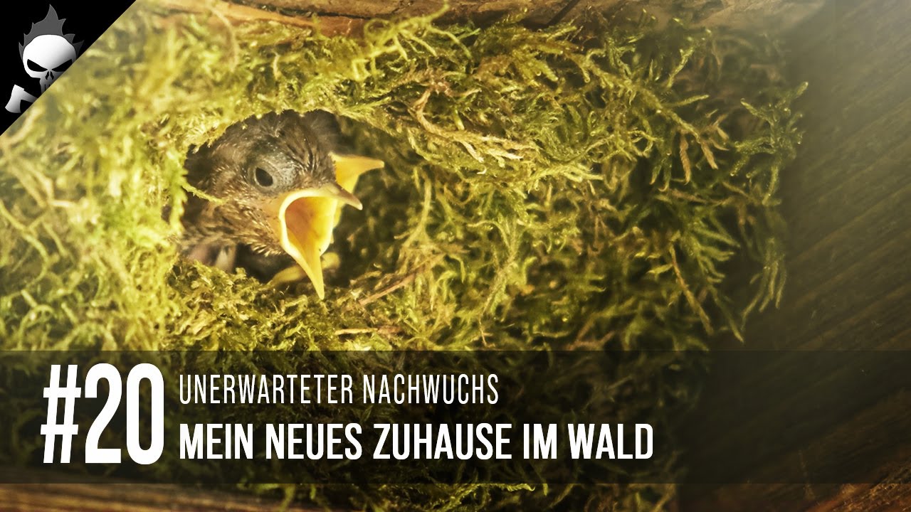 Thumbnail von diesem Video